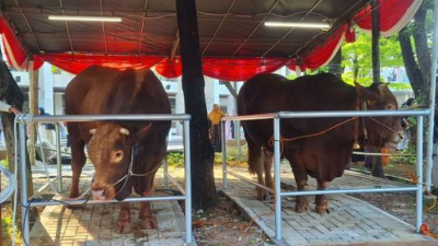 Presiden Prabowo dan Wapres Gibran Serahkan Sapi Kurban ke Masjid Istiqlal