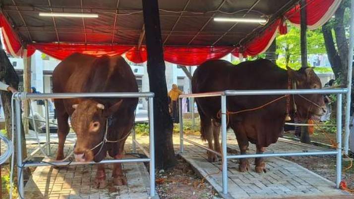 Sapi kurban Prabowo dan Gibran di Masjid Istiqlal, Jakarta Pusat. Dok. Istimewa