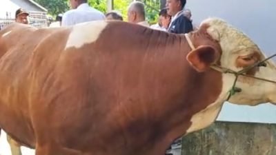 Sambut Iduladha 1446 H, Bupati Sambas Satono Serahkan Bantuan Sapi dari Presiden