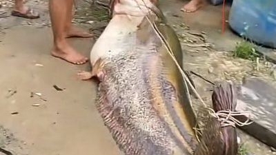 Ikan tapah seberat 134 kg yang berhasil ditangkap nelayan menjadi tontonan warga Tempunak, Sintang. (Dok. Istimewa)