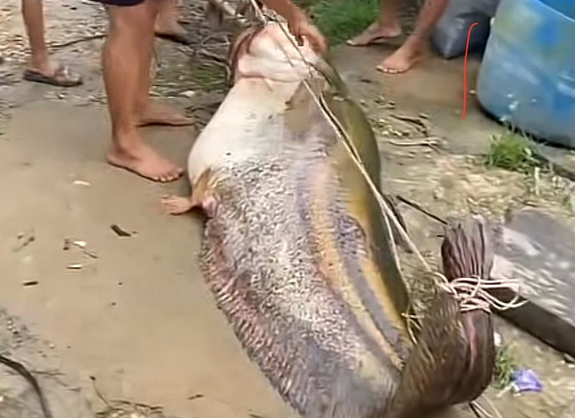 Ikan tapah seberat 134 kg yang berhasil ditangkap nelayan menjadi tontonan warga Tempunak, Sintang. (Dok. Istimewa)