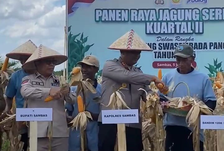 Bupati Sambas, Satono, Kapolres Sambas AKBP Wahyu Jati Wibowo dan Petani saat panen jagung serentak di Desa Sepinggan Kecamatan Semparuk Kabupaten Sambas, Kamis (5/6/2025). (Dok.faktakalbar)