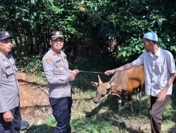 Kapolsek Nanga Tayap Serahkan Dua Ekor Sapi Kurban Sambut Iduladha 1446 H