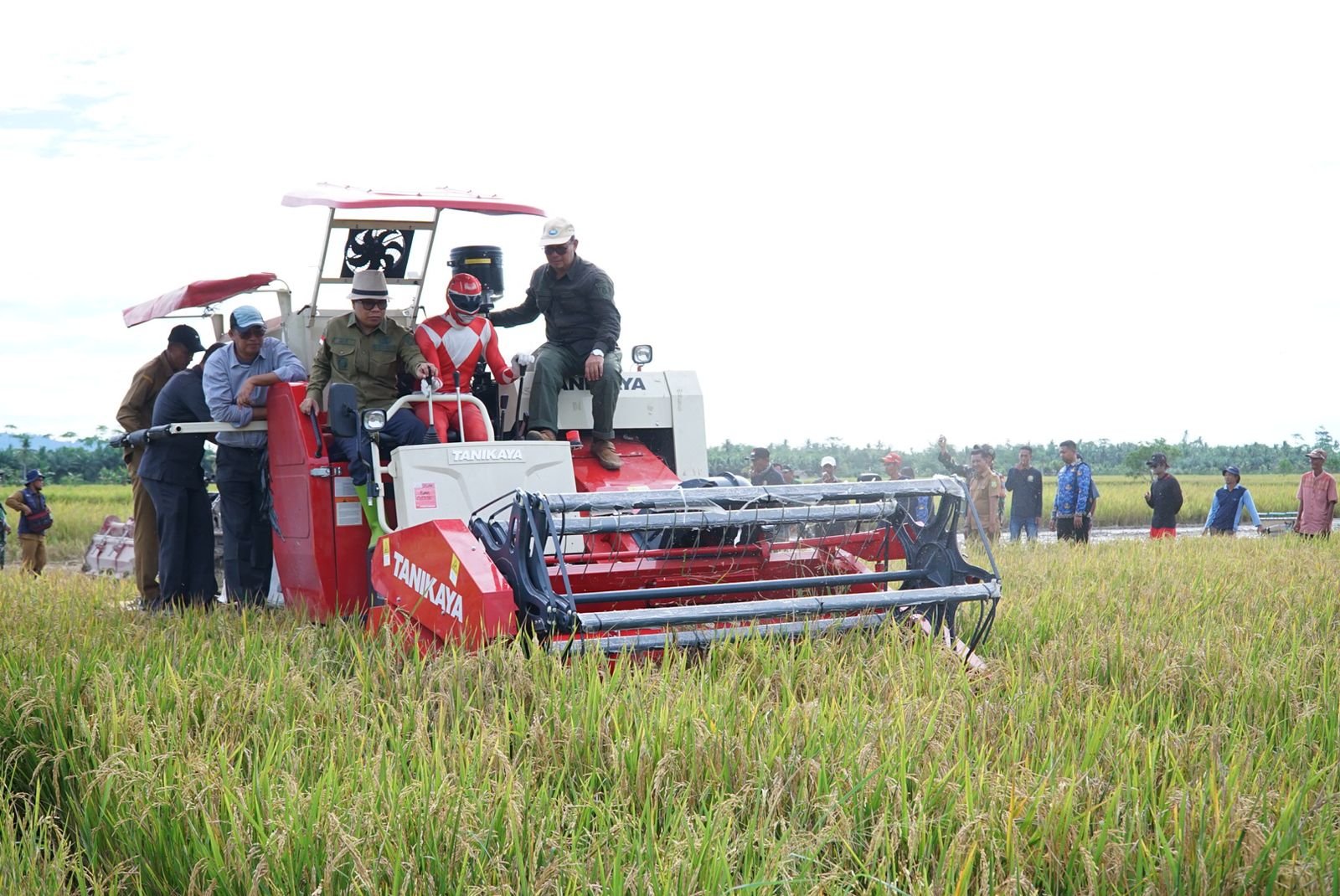 Bupati Sambas Satono bersama para petani saat panen padi di Semparuk. (Istimewa)