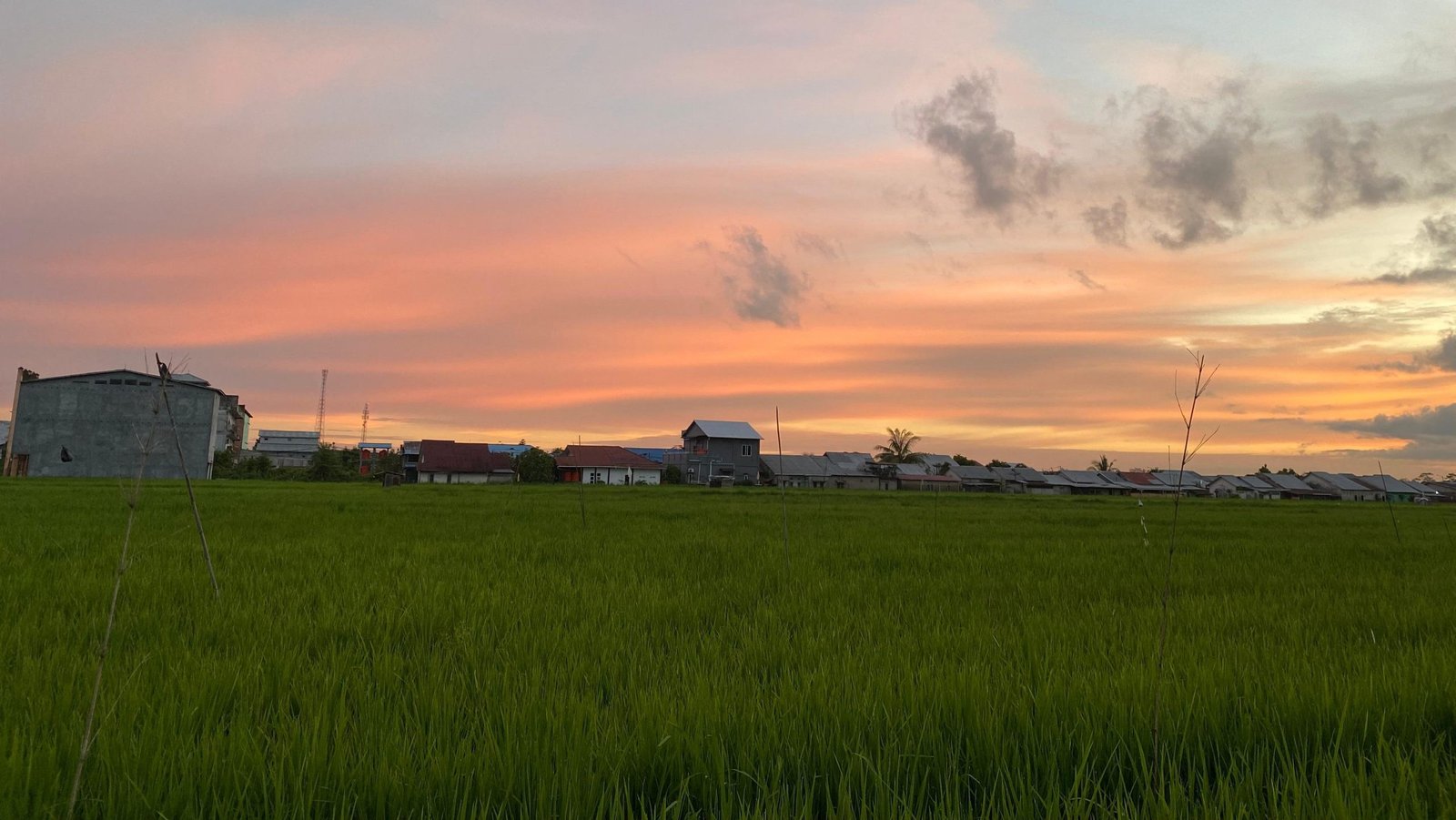 Hamparan padi di Desa Saing Rambi Kabupaten Sambas. (Dok. faktakalbar.id)