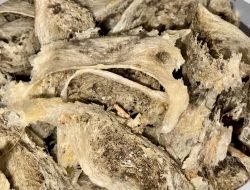 Harga Sarang Walet Anjlok, Peternak di Kalbar Keluhkan Pembatasan Ekspor dan Kualitas Sarang Berjamur