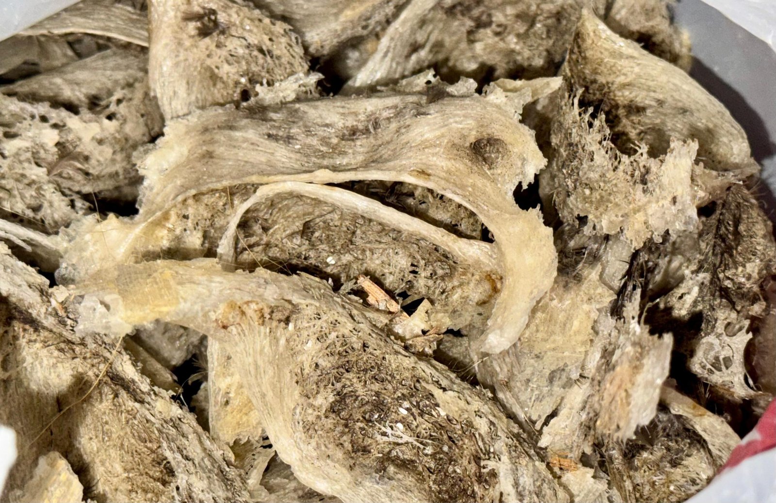 Close-up image of moldy swiftlet nests owned by Tri, a farmer from Sandai, Ketapang, showing signs of damage and contamination, highlighting the quality issues affecting swiftlet farmers in Kalbar.