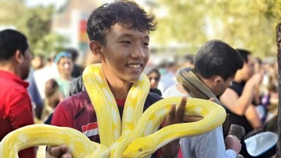Seorang pengunjung CFD Pontianak mencoba pengalaman baru berpose dengan ular python albino milik komunitas Independent Exotic Pets. Foto: HO/Faktakalbar.id