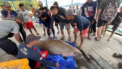 Dugong Mati Ditemukan di Perairan Kendawangan, Diduga Akibat Terjebak Jaring