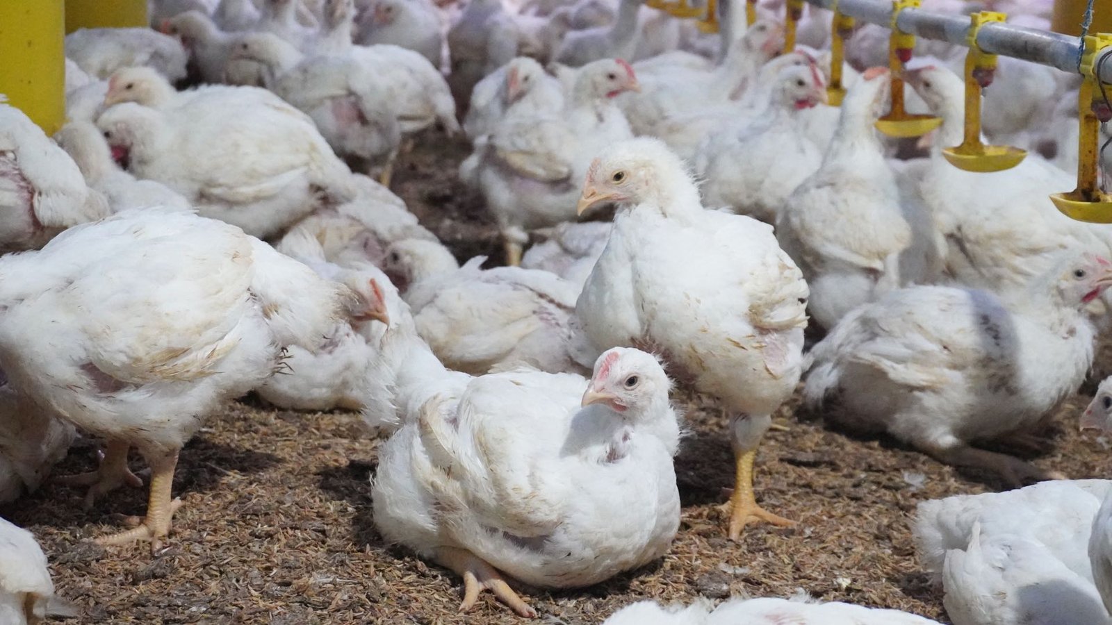 Kementerian Pertanian menaikkan HPP ayam hidup menjadi Rp18 ribu per kg sebagai langkah mengatasi penurunan harga ayam yang signifikan. Sebelumnya, HPP ditetapkan Rp17.500 per kg. (Dok. Ist)