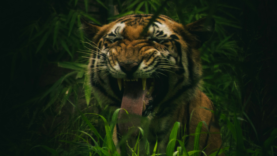 Ilustrasi - Harimau Sumatera, spesies dilindungi yang terlibat dalam insiden serangan terhadap pekerja di Pelalawan. (Dok. Unsplash/Harshit Suryawanshi)