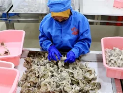 Indonesia Pimpin Produksi Sarang Burung Walet Dunia, Jepang Jadi Pasar Potensial
