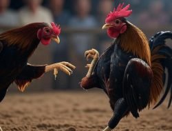 Sabung Ayam Marak di Sintang, Warga Geram: Sudah pasang Police Line, Tetap Jalan!