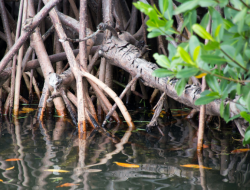 Kapolsek Dukung Penanaman 6.000 Bibit Mangrove di Ketapang