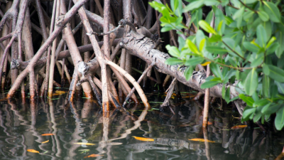 Ilustrasi penanaman bibit mangrove sebagai upaya konservasi pesisir di Kecamatan Matan Hilir Utara, Ketapang. (Dok. Unsplash/Florida Guidebook)