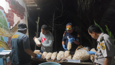 Telur Penyu Sitaan Dipindahkan ke Wahana Bahari Paloh Sambas