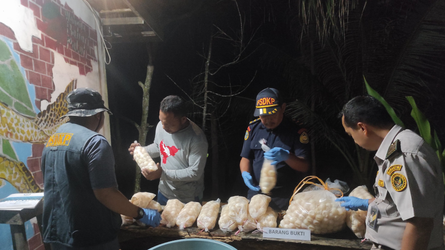 Penyerahan telur penyu hasil sitaan PSDKP ke kawasan konservasi Wahana Bahari di Kecamatan Paloh, Sambas, Jumat (20/6/2025). (Dok. Instagram/@stasiun_psdkp_pontianak)