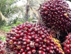 Pemerintah Siapkan Strategi Ekspor 20 Komoditas Unggulan ke Eropa, Sawit Jadi Andalan