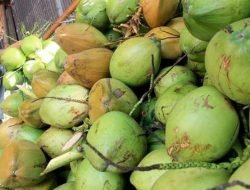 Riau Jadi Pusat Produksi Kelapa Terbesar, Pemerataan Produksi Jadi Tantangan Nasional