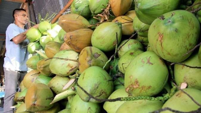 Ilustrasi - Dominasi kelapa dari Riau menyoroti tantangan pemerataan produksi antarwilayah di Indonesia. (Dok. Ist)