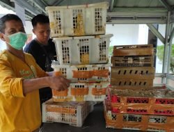 Disamarkan di Kapal Sapi, BKSDA Kalbar Gagalkan Penyelundupan 625 Ekor Burung Liar