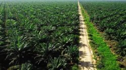 Ilustrasi perkebunan kelapa sawit di Kalimantan. Pemerintah melalui Satgas PKH terus melakukan penertiban lahan sawit untuk mengembalikan aset negara dan menegakkan tata kelola yang berkelanjutan. (Dok. Ist)
