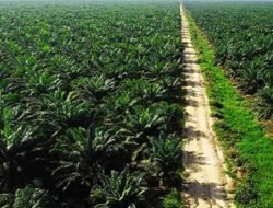 Perang Melawan Penguasaan Lahan Ilegal: Negara Sita Aset Sawit di Kalimantan dan Sumatera