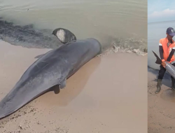 Warga Dihebohkan Penemuan Bangkai Ikan Pesut Terdampar di Pantai Pinang Merah Sambas