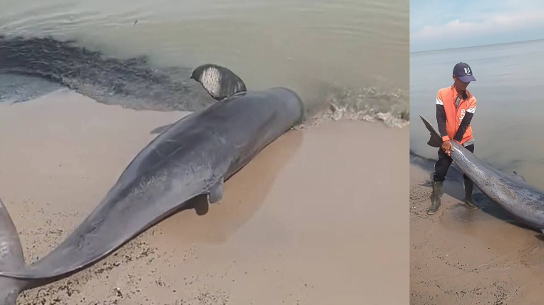 Bangkai ikan Pesut (Orcaella brevirostris) yang ditemukan terdampar oleh warga di pesisir Pantai Pinang Merah, Kabupaten Sambas, pada Kamis (17/7/2025). (Dok. Ist)
