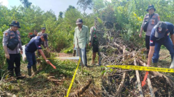Lokasi penemuan kerangka manusia di semak belukar Jalan Parit Timur, Desa Peniti Dalam I, Kecamatan Segedong, yang kini telah dipasangi garis polisi untuk penyelidikan lebih lanjut oleh tim Inafis Polres Mempawah. (Dok. Ist)