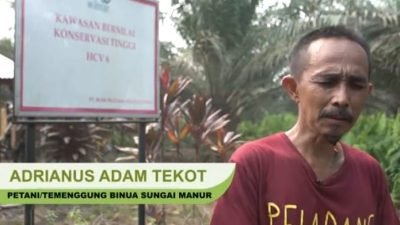 Hutan Adat Habis, Masyarakat Adat Kalbar Minta Akses Kelola Dikembalikan