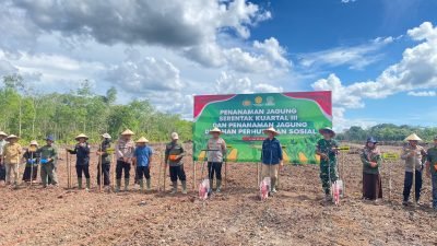 Poktan Janur Kuning Sambas Mulai Tanam Jagung di Lahan 5 Hektare, Dukung Program Nasional