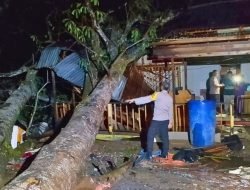 Pohon Tumbang Timpa Warung Kopi di Sungai Ambawang, Pemilik Alami Luka Ringan