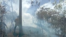 Personil BPBD Kabupaten Aceh Besar memadamkan kebakaran lahan di Kecamatan Lembah Seulawah, Kabupaten Aceh Besar, Provinsi Aceh, pada Minggu (13/7). Sumber foto: BPBD Kabupaten Aceh Besar