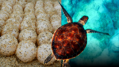 Ilustrasi - Penyu bertelur di pasir sebagai simbol perlindungan satwa laut dan ancaman penyelundupan. (Dok. Ilustrasi/faktakalbar.id)