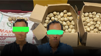 Dua pelaku pencurian 445 telur penyu diamankan polisi di Mapolres Sambas, Kalimantan Barat, usai tertangkap membawa telur dari kawasan konservasi. (Dok. Polres Sambas)