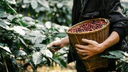 Seorang petani modern di Vietnam sedang memanen kopi di kebun. Modernisasi dan peningkatan kualitas produk menjadi kunci keberhasilan Vietnam menembus rekor ekspor kopi dunia tahun 2025. (Dok. asiakingtravel)