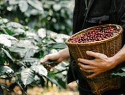 Vietnam Pecahkan Rekor Ekspor Kopi, Indonesia Masih Tertinggal Jauh