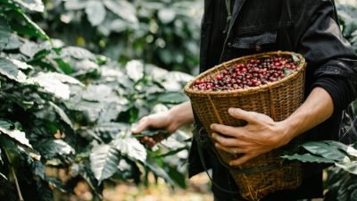 Vietnam Pecahkan Rekor Ekspor Kopi, Indonesia Masih Tertinggal Jauh