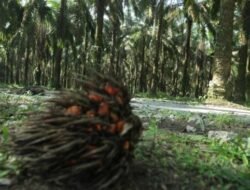 Dituding Tak Transparan, Kebun Sawit Milik Anak Usaha Sampoerna Agro Disegel Petani Plasma di Landak