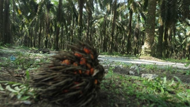 Ilustrasi - Penyegelan areal kebun sawit oleh puluhan petani plasma di Desa Angkaras, Kabupaten Landak, sebagai bentuk protes terhadap PT TTT.