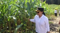Bupati Landak, Karolin Margret Natasa, saat meninjau langsung perkembangan demplot tanaman jagung seluas 5 hektare di lahan kritis eks perkebunan sawit, Dusun Tenggalong, Rabu (06/08/2025).