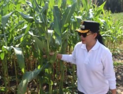 Sulap Lahan Kritis Bekas Perkebunan Sawit, Pemkab Landak Buktikan Jagung Bisa Produktif