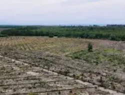 Aktivis Ungkap Kejanggalan Penanganan Kasus 900 Hektare Mangrove di Aceh Tamiang
