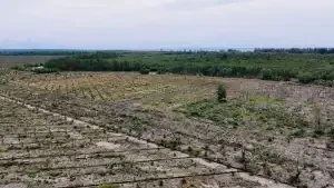 Kondisi hutan mangrove di Aceh Tamiang yang rusak parah akibat aktivitas pembabatan liar yang diduga melibatkan mafia tanah dan oknum aparat. (Dok. LembAHtari)