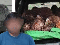 Mobil Terperosok, Pencuri Sawit Tinggalkan Hasil Curian di Lokasi
