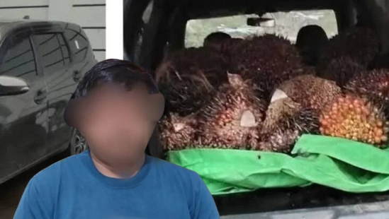 Tersangka berinisial K serta barang bukti berupa satu unit mobil dan tandan buah segar sawit hasil curian yang berhasil diamankan Polres Sekadau. (Dok. Ist)