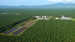 Perkebunan kelapa sawit di Indonesia. Industri ini telah melahirkan banyak konglomerat yang masuk dalam jajaran orang terkaya di tanah air. (Dok. sawit.com)