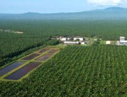 Siapa Saja Konglomerat Sawit Terkaya di Indonesia? Ini Daftarnya