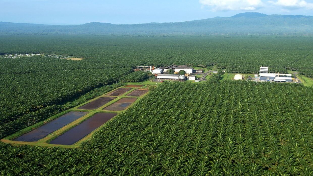 Perkebunan kelapa sawit di Indonesia. Industri ini telah melahirkan banyak konglomerat yang masuk dalam jajaran orang terkaya di tanah air. (Dok. sawit.com)